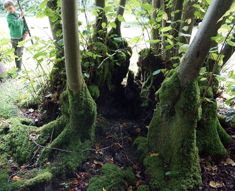 moss tree cluster