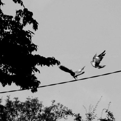 birds landing on wire