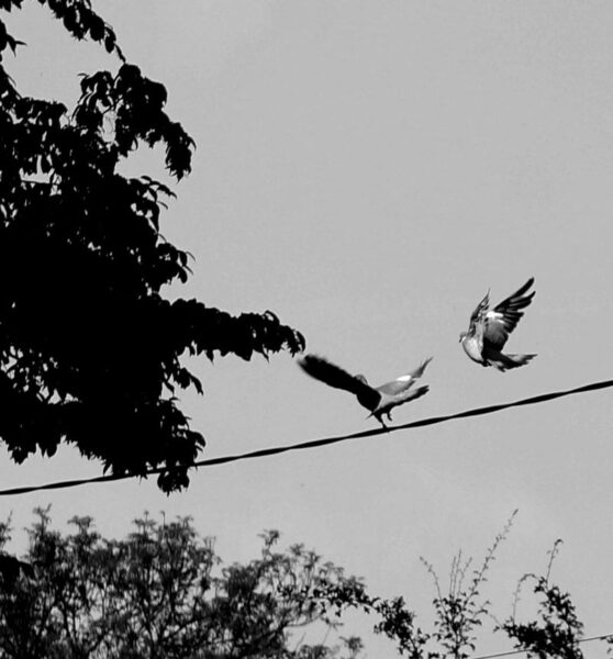 birds landing on wire