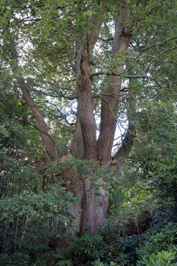 Ancient English oak