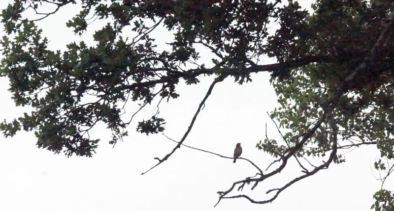 bird singing ancient oak branch