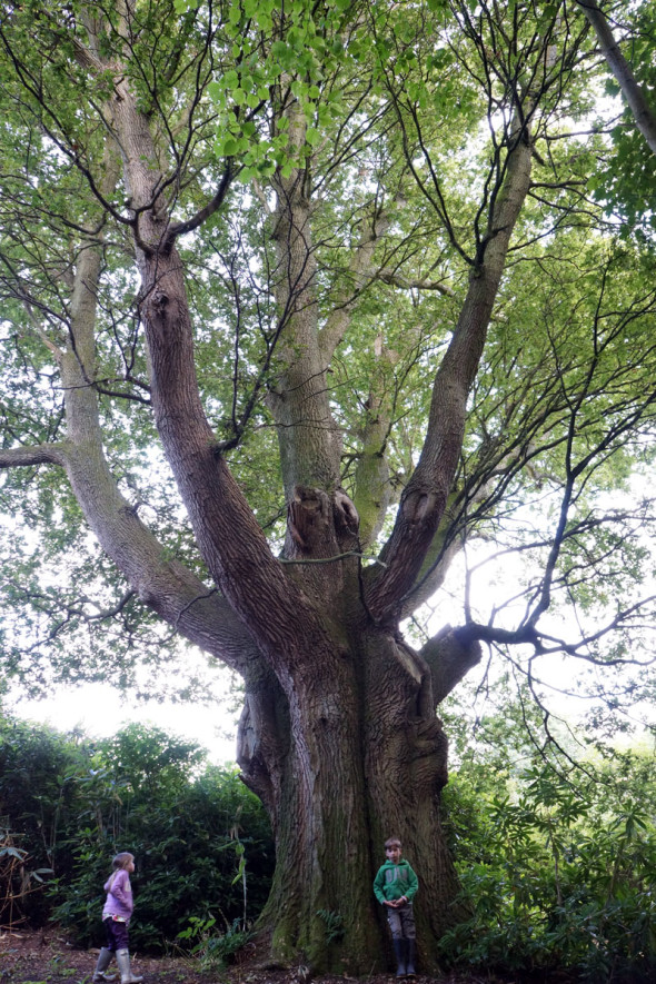 Ancient English oak and kids