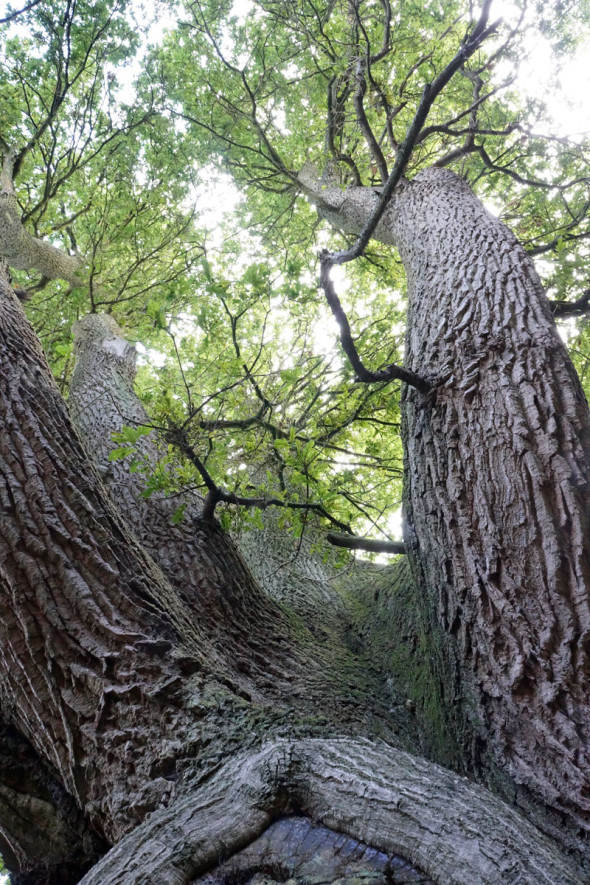 view upwards ancient oak