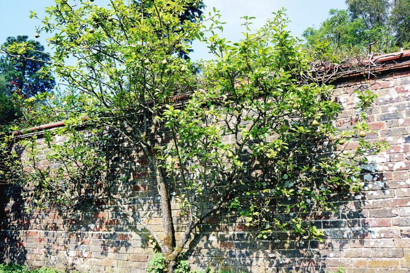 pear tree growing on wall