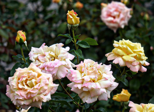 pink yellow shades roses