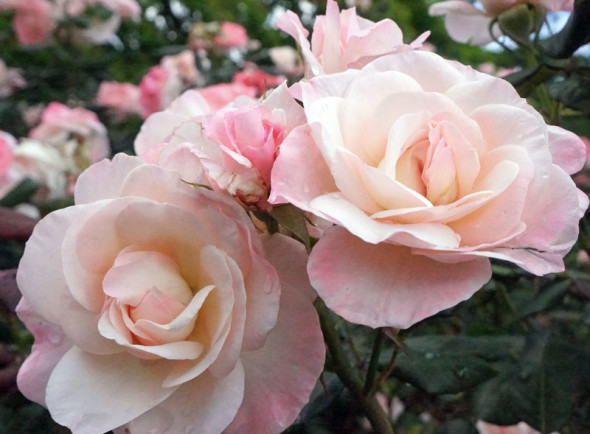 pink-roses-2-rad