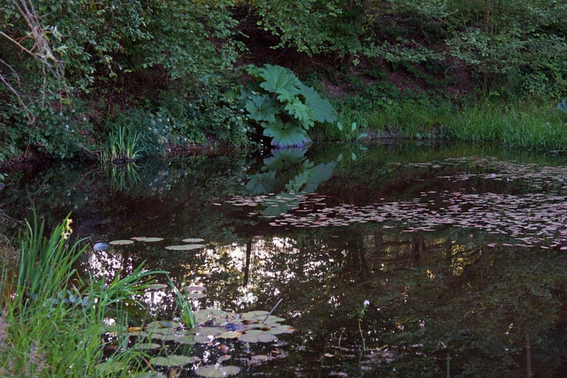 Pond at entrance to woods