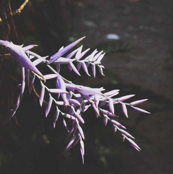 purple tropical flower