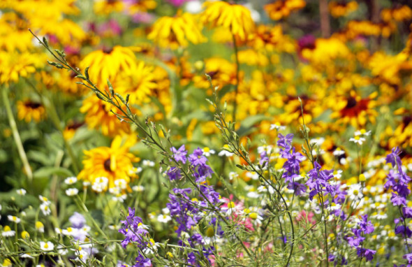 colorful flowers RHS Garden Wisley