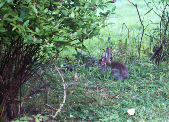 wild rabbit in garden