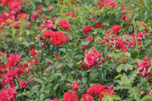 red rose bush