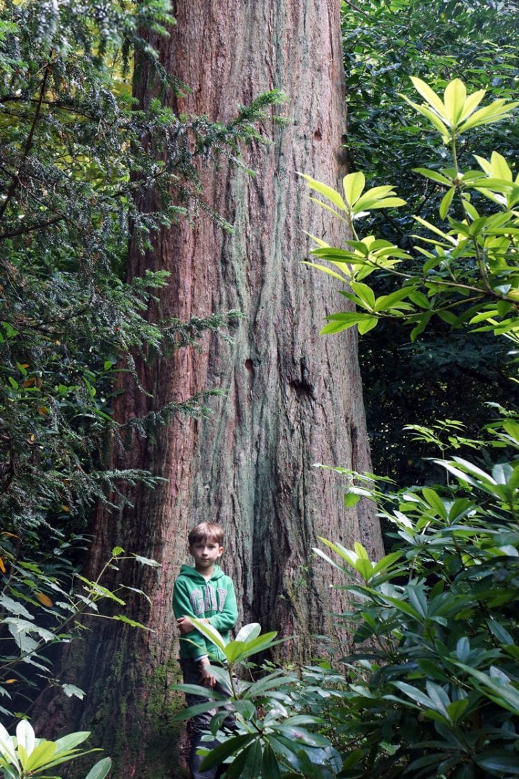 theo standing next to giant redwood