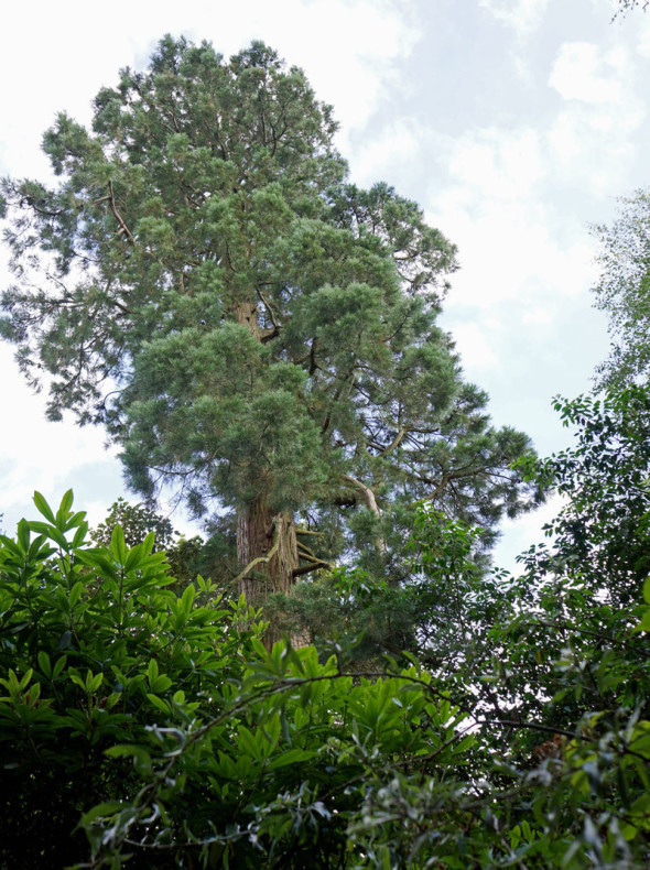 giant redwood above treeline