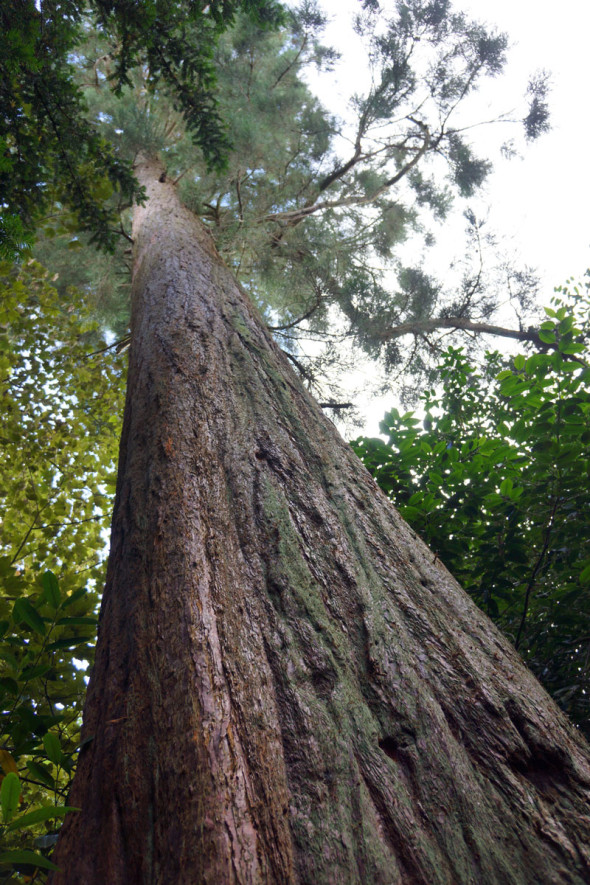 view upwards giant sequioa or wellingtonia