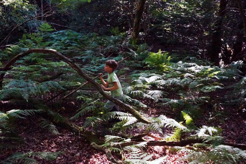 Walking among ferns