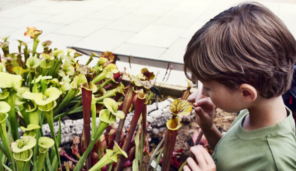 Theo inspecting insect eating plants