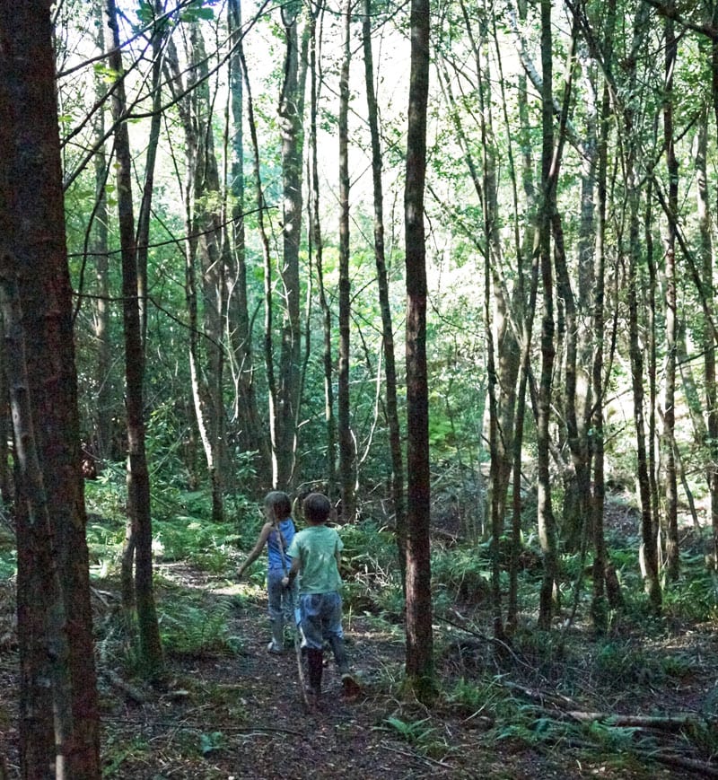 Walking through English woods