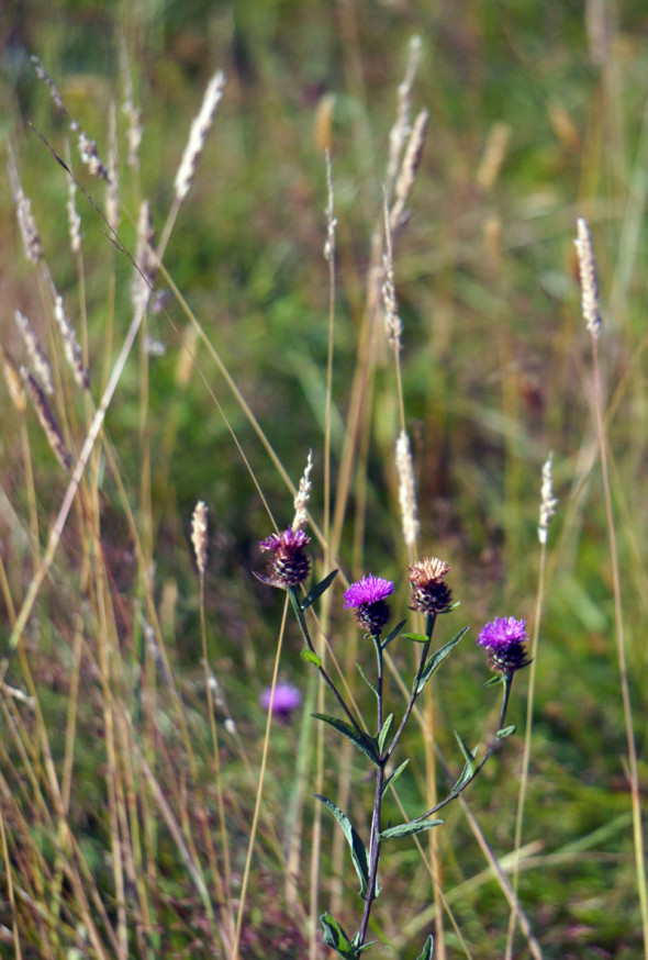 common knapweed in meadow