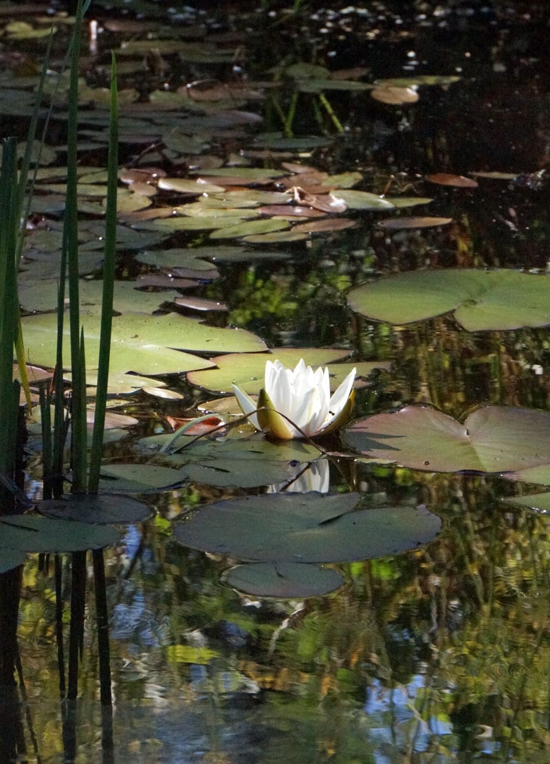 Water Lily in pond