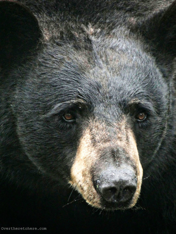 North Carolina Black Bear face