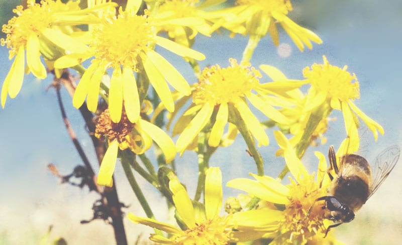 bee and Oxford Ragwort