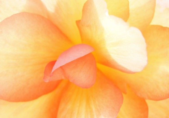 petals orange Begonia flower