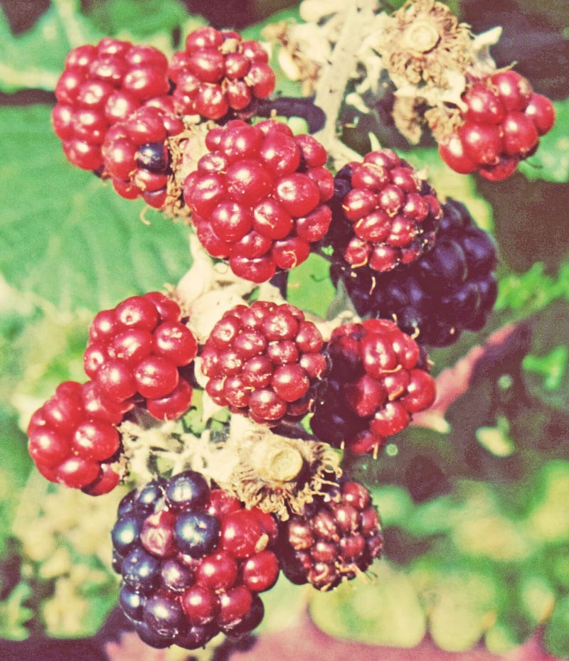blackberries ripening