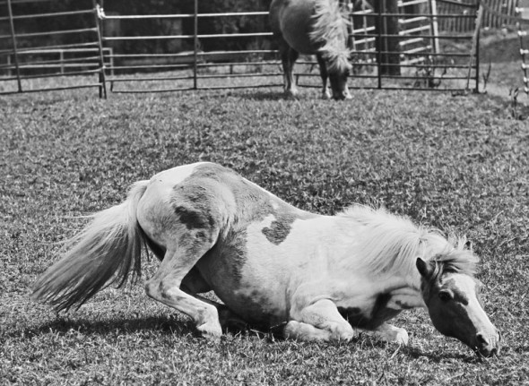 pony roll bw photo