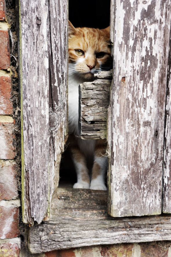 Cat looking out barn door