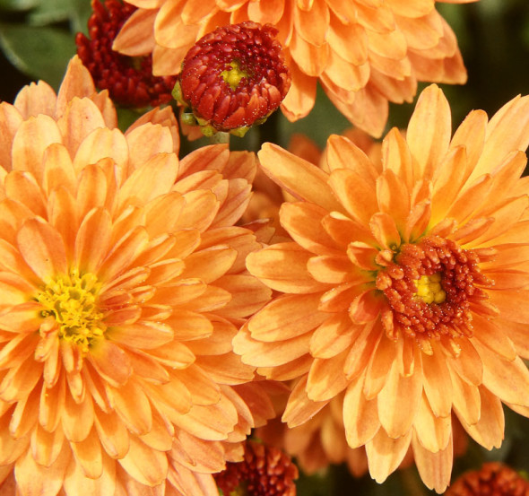 orange chrysanthemum