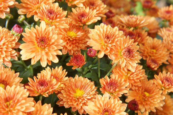 Chrysanthemum orange flowers