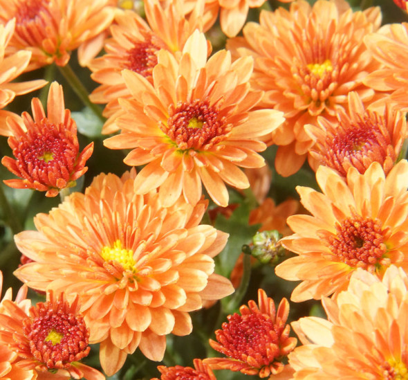 Orange Chrysanthemum flowers