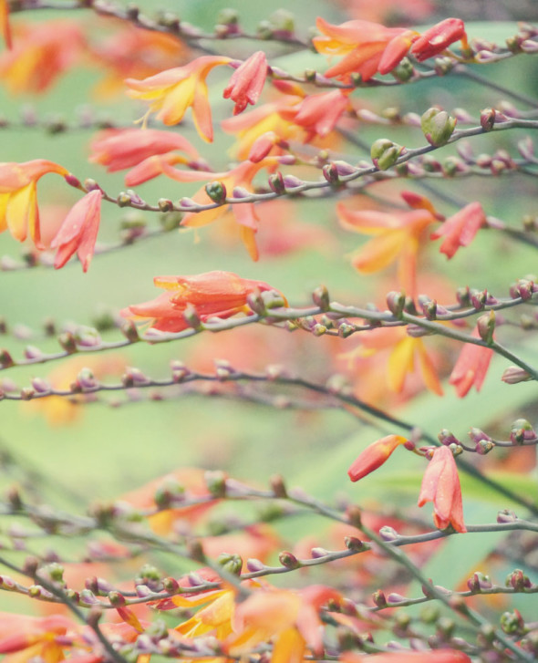 Orange Crocosmia