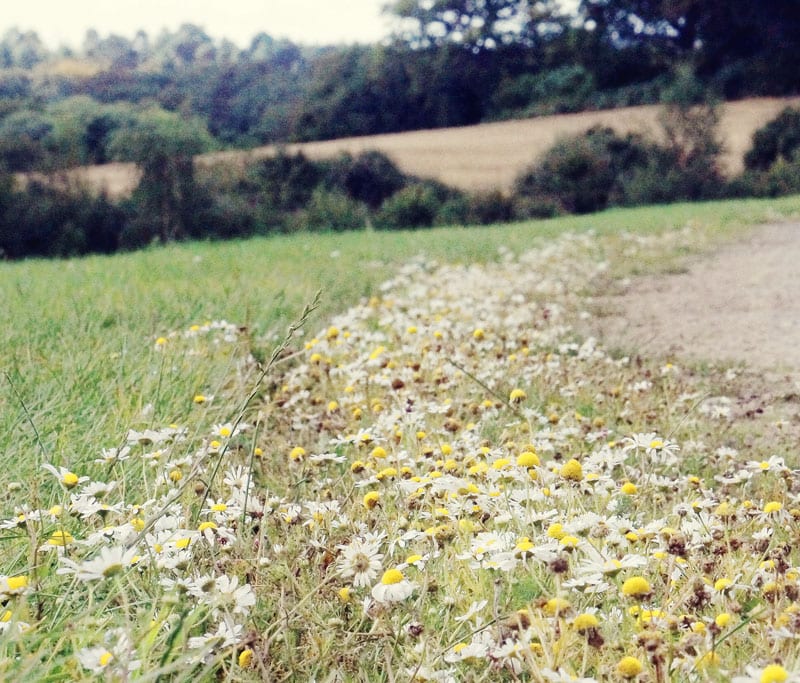 daisy path