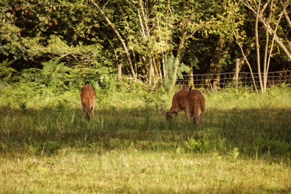 fallow deer grazing