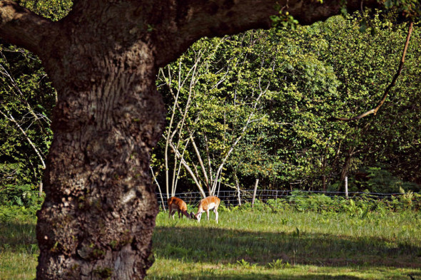 fallow deer grazing