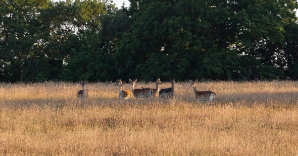 deer in field