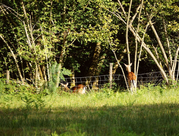 deer jumping over fence