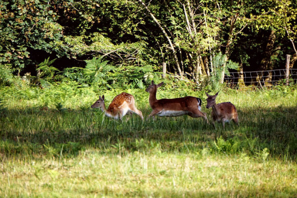 startled deer