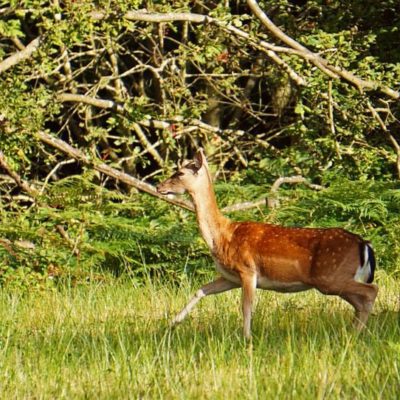 Wildlife spotter adventure – Fallow Deer