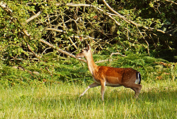 fallow deer