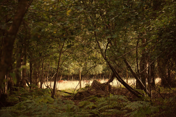 deer in field outside woods