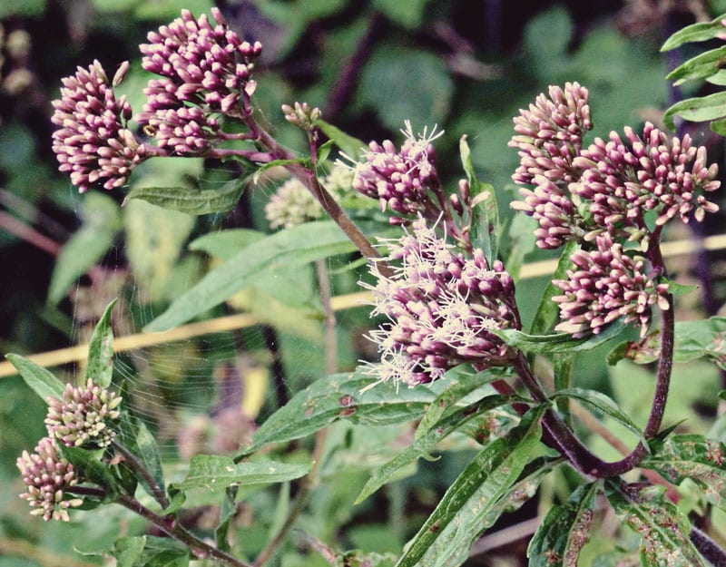 hemp agrimony with spider web