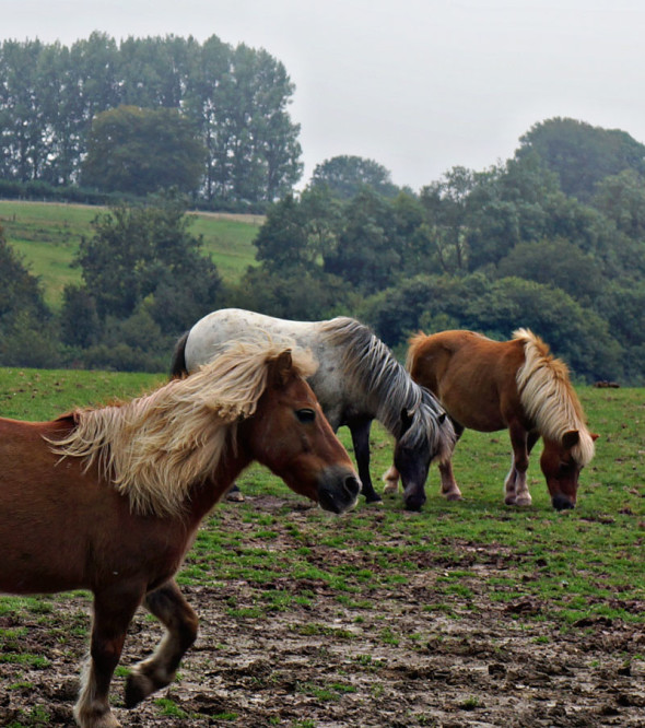 shetlands and horse in field