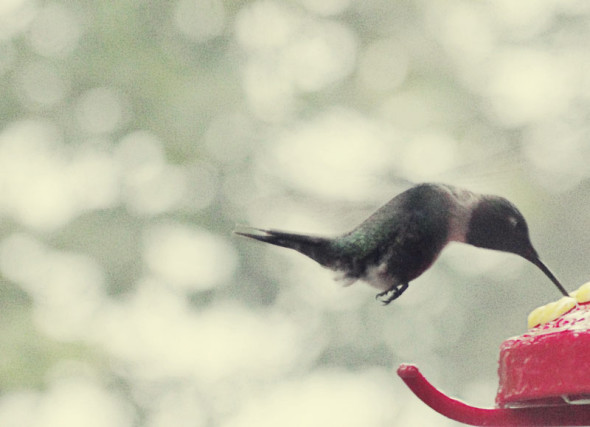 Hummingbird hovering and feeding