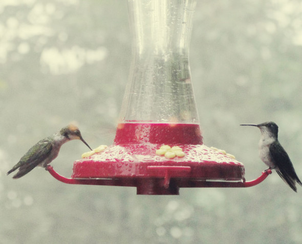 Hummingbirds at feeder