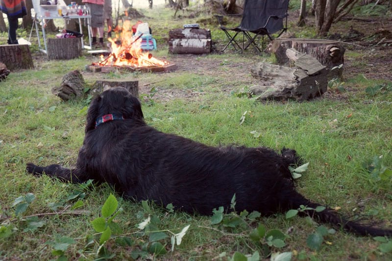 retriever watching campfire