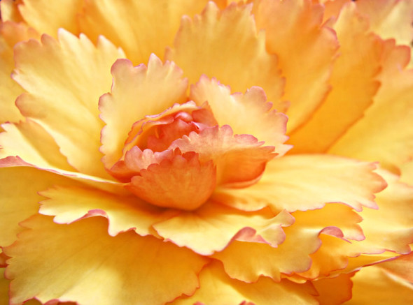 Begonia orange flower