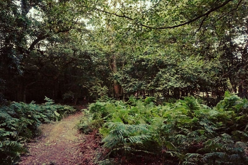 wood path