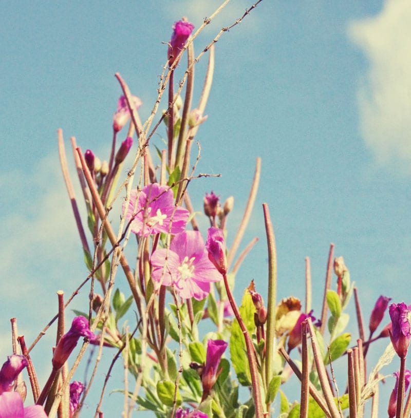 Great Willowherb